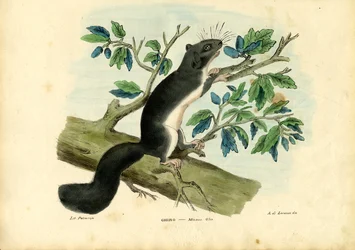 Eetbare Relmuis, 1863-79